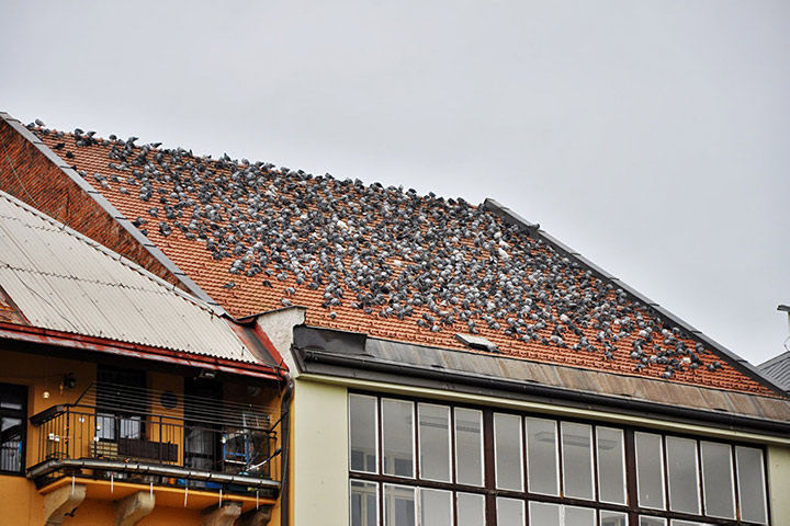 A2B Pest Control are able to install spikes to deter birds from roofs in Orpington. 