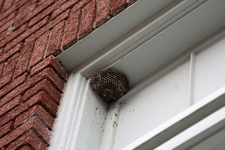 We provide a wasp nest removal service for domestic and commercial properties in Orpington.